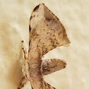 Silk moth