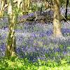 Bluebell woods