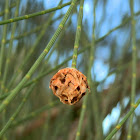 Casuarina wasp gall