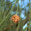 Casuarina wasp gall