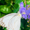 Striped Albatross