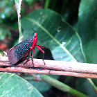 Kalidasa- Fulgoridae