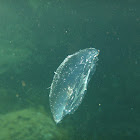 Moon jellyfish