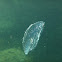 Moon jellyfish