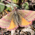 Red Dye Moth