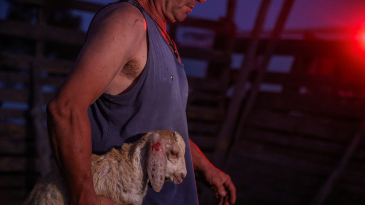 Shepherd Kleanthis Raptis, 56, carries an injured sheep at his burning sheepfold, which was also destroyed in the wildfires of 2022, as a wildfire burns at Dadia National Park in the region of Evros, Greece, September 2, 2023.