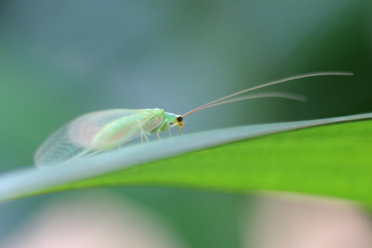 Green lacewing