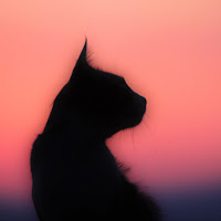 Silhouette Felina  di 