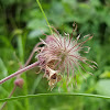 Purple Avens