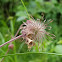 Purple Avens