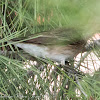 Spotted Flycatcher; Papamoscas Gris