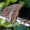 Two-tailed Pasha