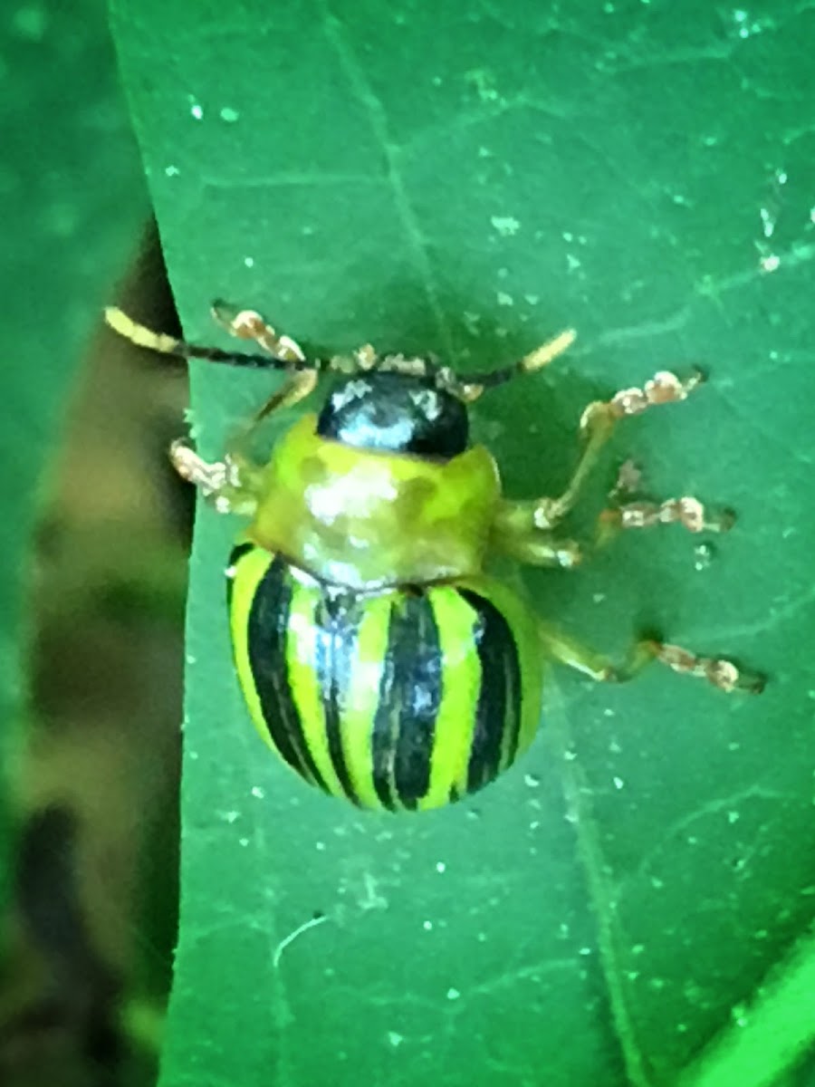 Leaf beetle