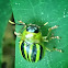 Leaf beetle