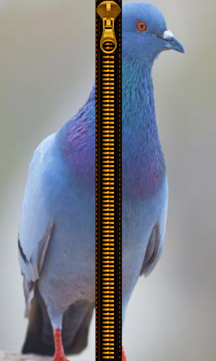 Pigeon Zipper Screen Lock