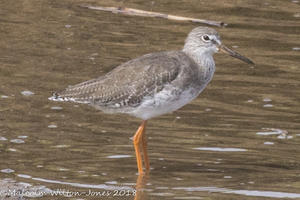 Redshank