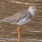 Redshank