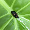 Spittlebug