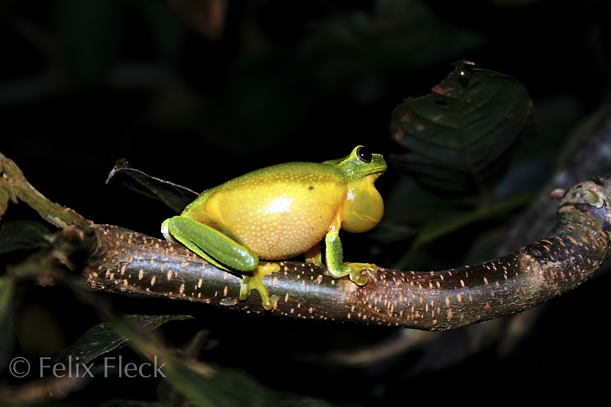 Dainty Green Tree Frog