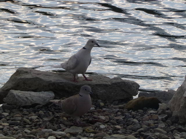 Eurasian Collared Dove