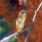 Rufous hummingbird - female