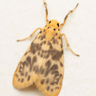 Footman Moth