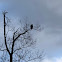 American Black Vulture