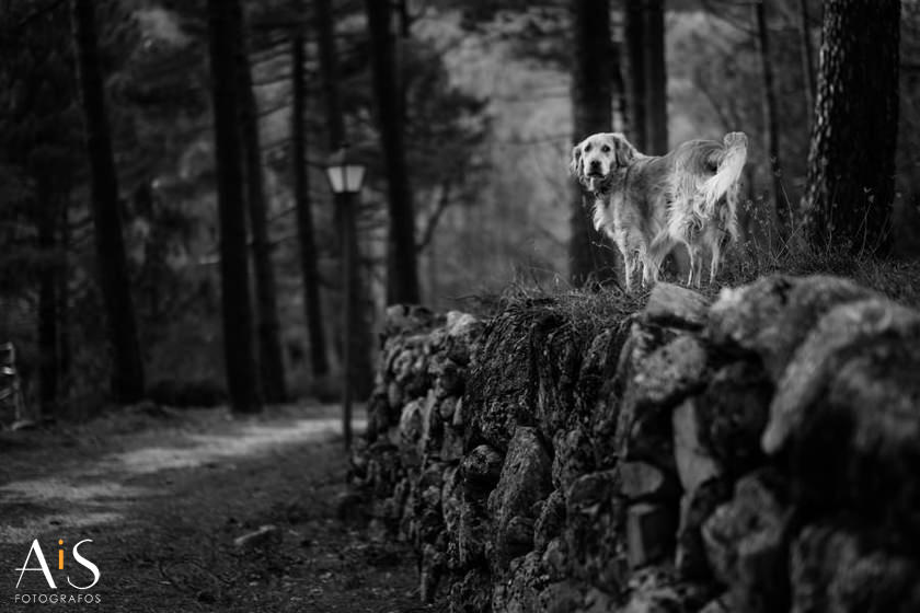 Preboda en la sierra de Gredos