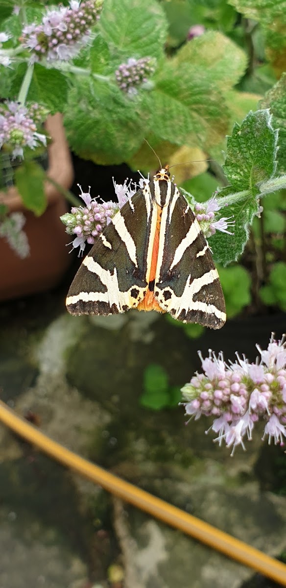 Jersey Tiger Moth