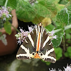 Jersey Tiger Moth