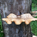 Pheasant's Back mushroom or Dryad's Saddle