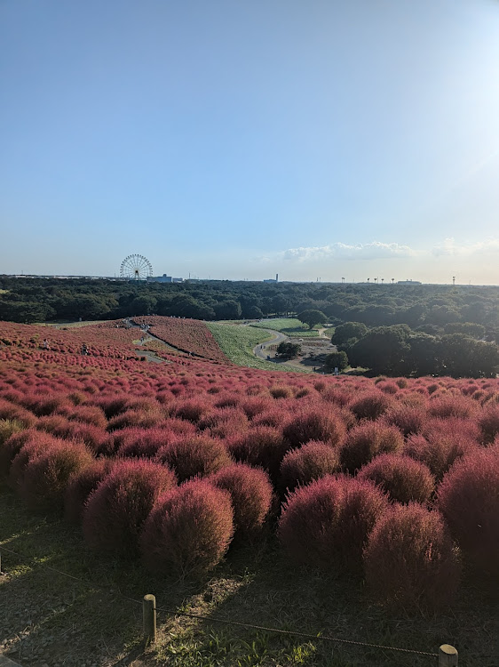 コペンの写活の秋・茨城県ドライブ・車が好きな人と繋がりたい・ひたち海浜公園・コキア見頃に関するカスタム事例の投稿画像20枚目