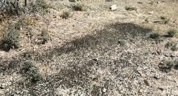 A swarm of brown locusts on Francois and Ina Botha’s Kareelaagte farm near the Lootsberg Pass.