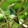 Snowy-bellied Hummingbird