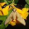 Sphynx moth