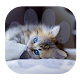 Download Gatitos Bebes Fondos For PC Windows and Mac 1.0