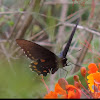 Pipevine Swallowtail