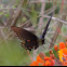 Pipevine Swallowtail