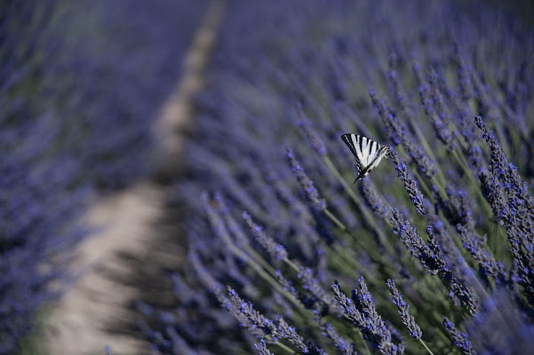 Lavander di gabrielecollini