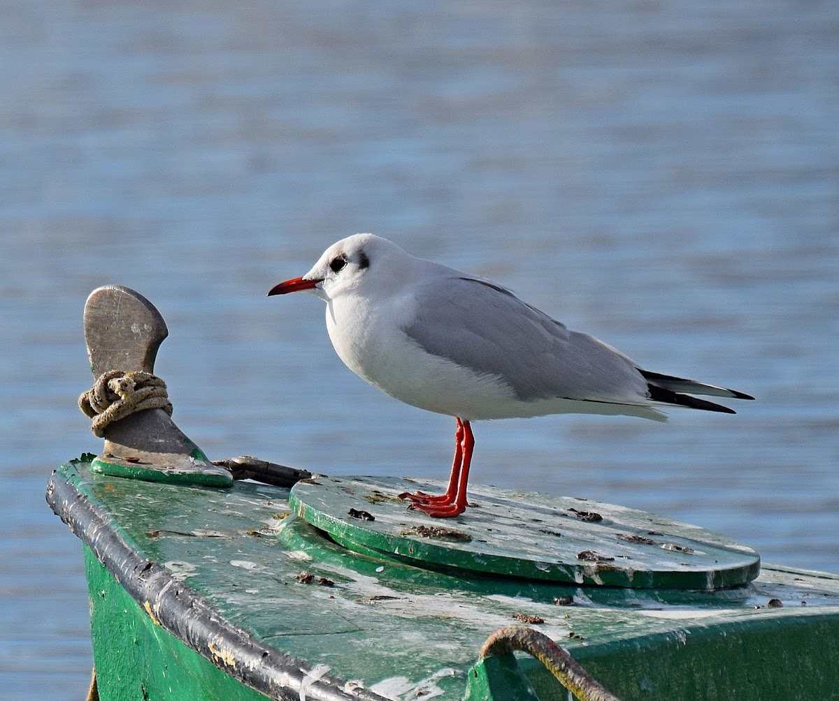 Black-headed Gull