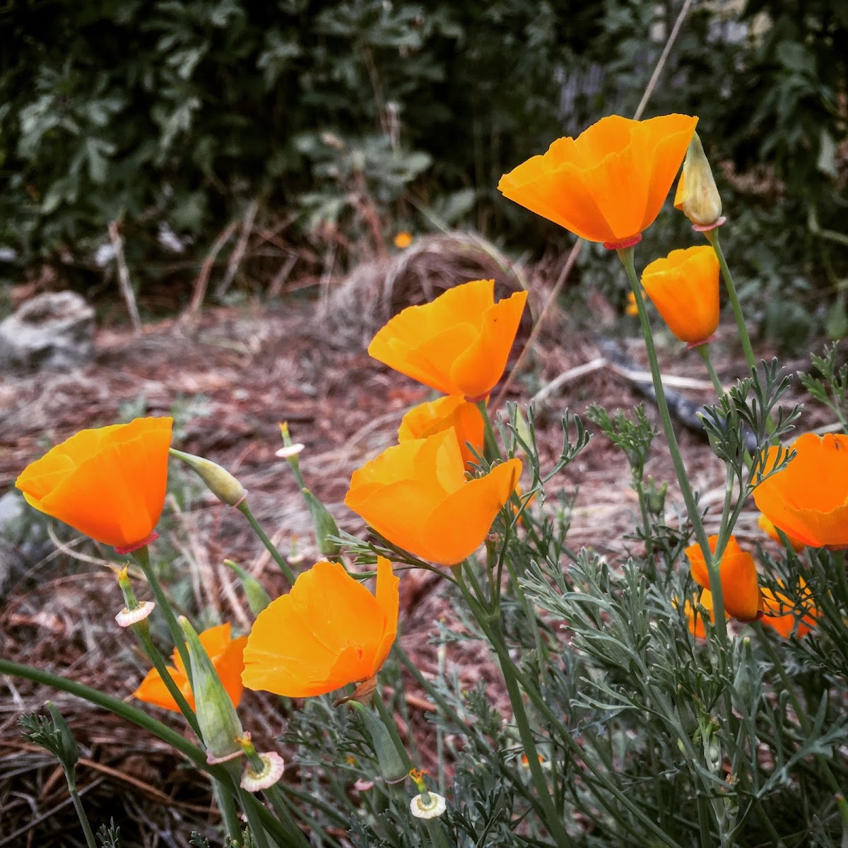 California Poppy