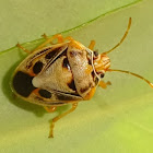 Stink Bug