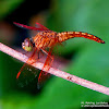 Asian Amberwing ♂