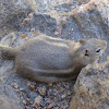 Golden-mantled Ground Squirrel