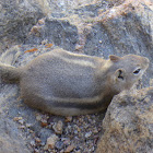 Golden-mantled Ground Squirrel