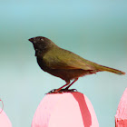 Black-faced Grassquit