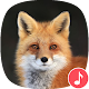 Download Appp.io - Fox sounds For PC Windows and Mac 1.0.3