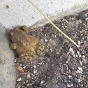 Eastern American Toad