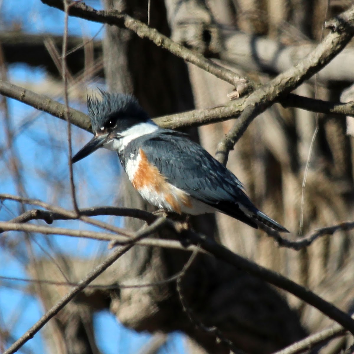 Belted Kingfisher (Female)