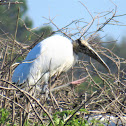 Wood Stork